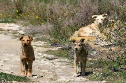 Ancora altre segnalazioni sulla presenza di randagi nelle periferie di Ragusa, il fenomeno comincia a preoccupare