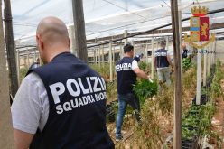Ancora un blitz della Polizia nelle serre del vittoriese, trovata una ingente coltivazione di marijuana