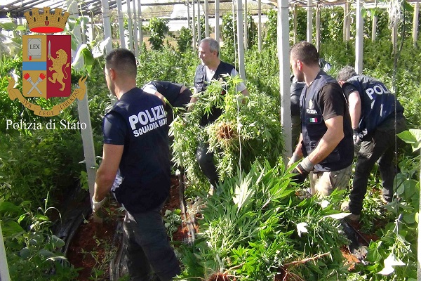 La polizia di stato arresta un uomo per coltivazione in serra di ... Po li zi a di stato