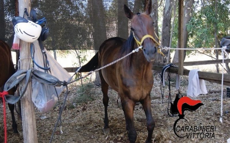 Vittoria: arresti per spaccio di stupefacenti e denuncia per corsa clandestina di cavalli