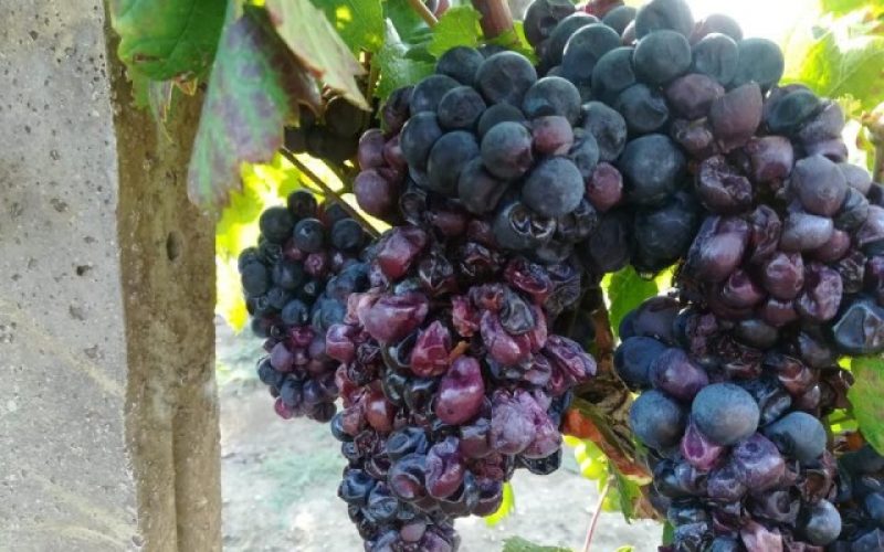 Questo pazzo clima che mette a rischio il patrimonio gastronomico italiano