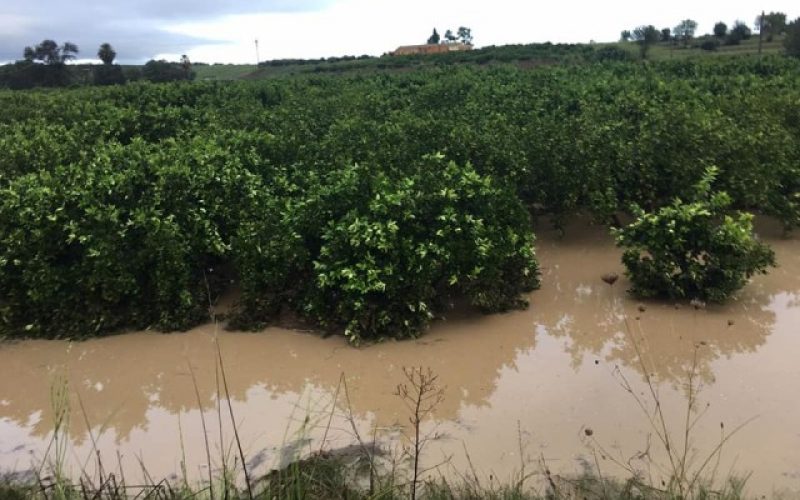 Maltempo: in Italia danni all’agricoltura per 600 milioni di euro. In Sicilia, addio agrumeti