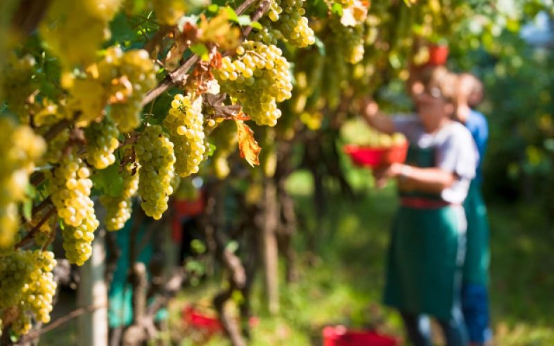 Dati positivi per la vendemmia 2018