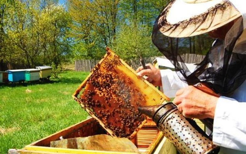Ragusa: un corso di Apicoltura per il reinserimento socio-lavorativo
