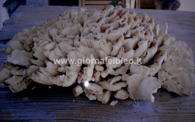E a Chiaramonte trovarono un fungo di carrubo da 8 Kg!
