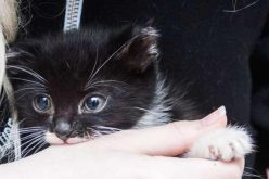 Gara di solidarietà per Pulcia, la gatta lanciata dal sesto piano a Siracusa. Dovrà subire due interventi