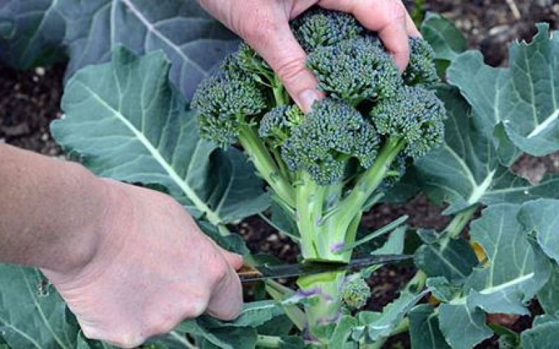 Broccoli, verza e cicoria a rischio a causa degli sbalzi termici. L’allarme di Coldiretti
