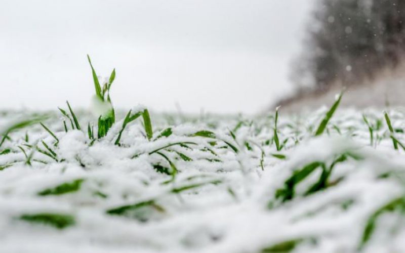Vittoria: chiesto lo stato di calamità per i danni all’agricoltura causati dal gelo
