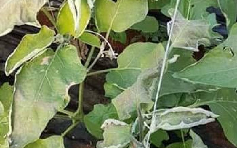 Santa Croce: il gelo ha distrutto almeno il 20% delle zucchine