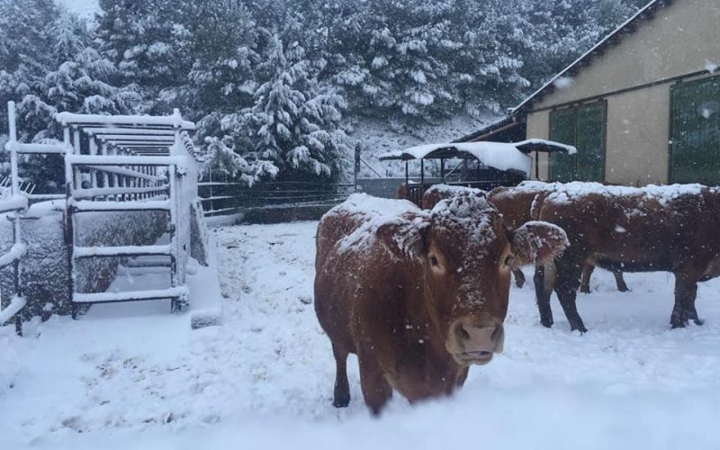 Nevica sui Nebrodi, sulle Madonie e sui Monti Sicani