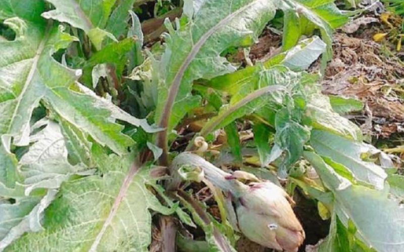 Gelati i carciofi di Niscemi, salta il raccolto