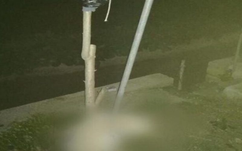 Pachino: trovato impiccato cane di quartiere. Indagini della polizia