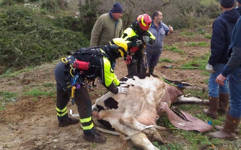 Ragusa: i vigili del fuoco salvano un bovino caduto in una scarpata
