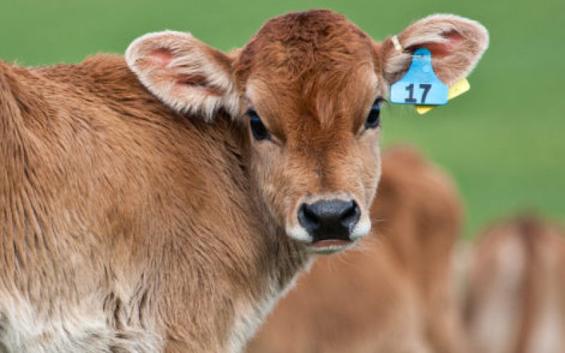 Vitelli sbranati dai cani fra Modica e Rosolini
