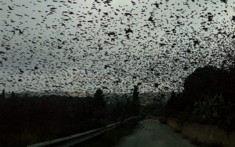 LA FOTO. Centinaia di storni nelle campagne chiaramontane. Ecco a voi il Black sun
