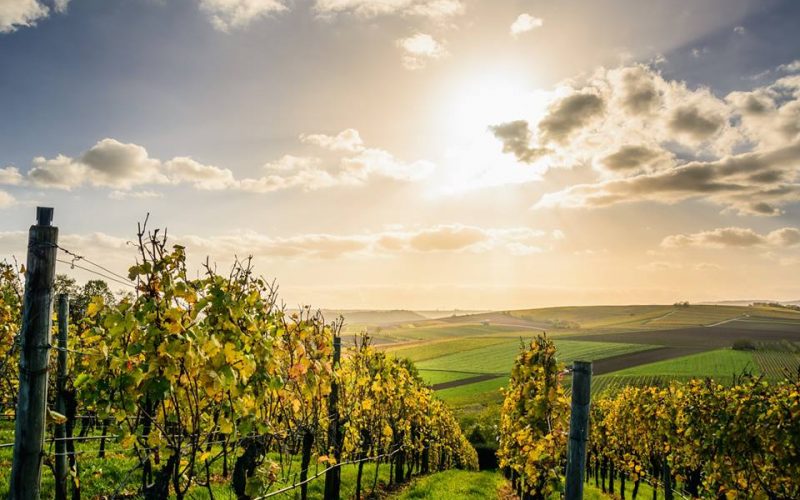 Il settore vitivicolo siciliano continua a crescere