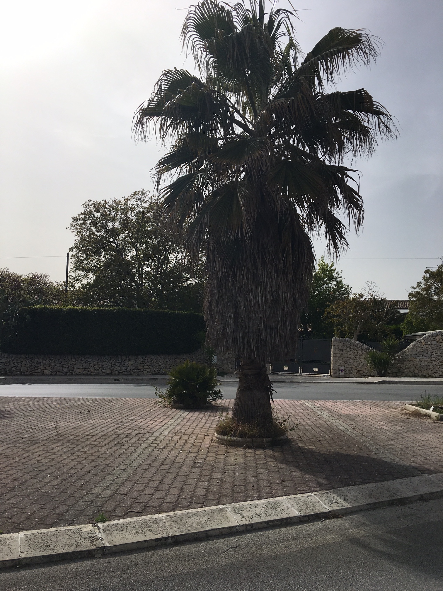 Le palme dello spartitraffico di via Fieramosca a Ragusa, ecco in che stato sono