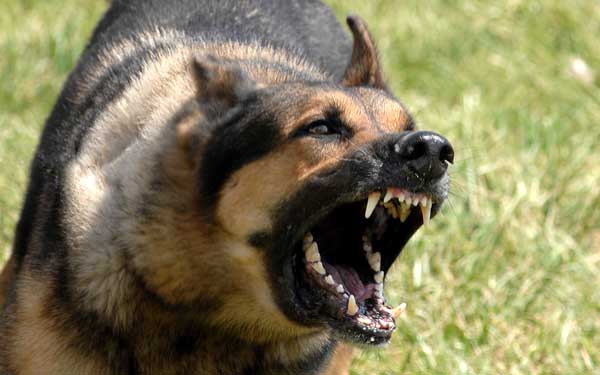 Modica: due cani pastore tedesco aggrediscono una ragazza