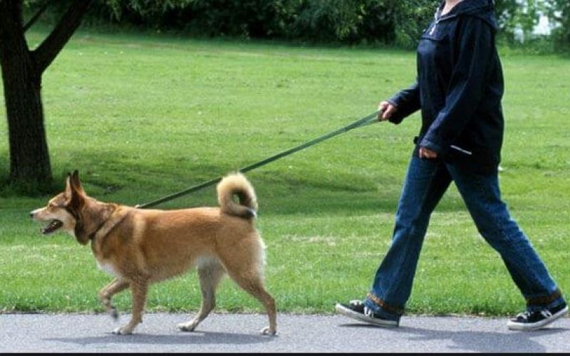 La corretta gestione del cane: un corso indetto dall’Asp di Ragusa
