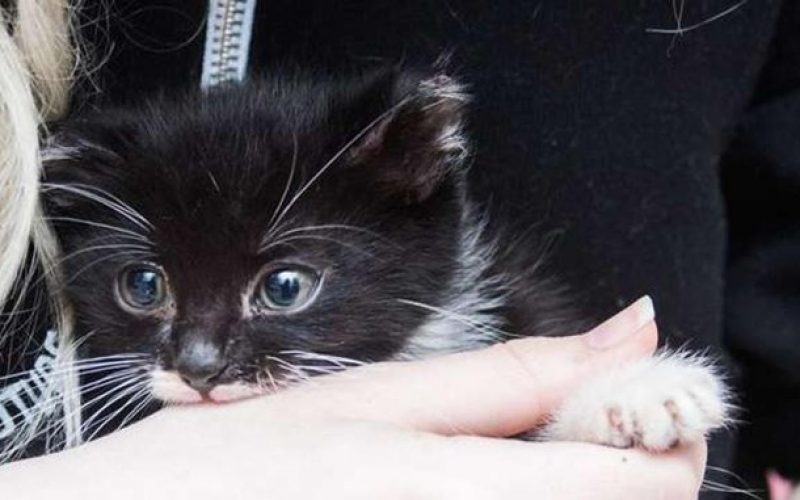 Gara di solidarietà per Pulcia, la gatta lanciata dal sesto piano a Siracusa. Dovrà subire due interventi