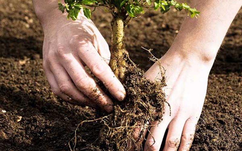 Comiso, piantati alberi in alcuni istituti scolastici