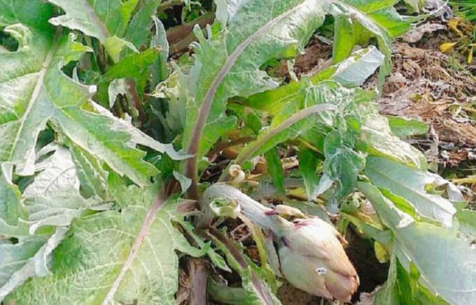 Gelati i carciofi di Niscemi, salta il raccolto