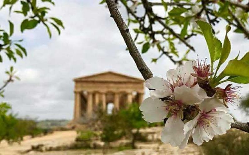 Festival del mandorlo in fiore di Agrigento date e programma Viaggiamo