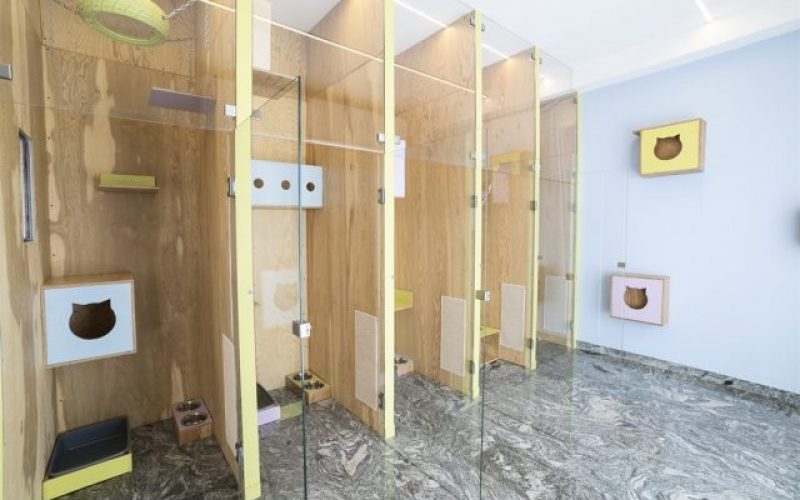 Nasce a Modica la prima pensione per gatti