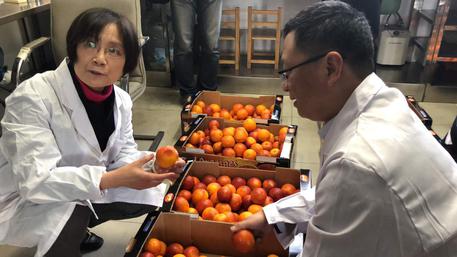 La prima partita di arance rosse siciliane provenienti dall'Italia è arrivata sul mercato cinese martedì, dopo che la frutta importata ha superato l'ispezione doganale a Shanghai, secondo quanto reso noto dall'ufficio doganale locale.
ANSA/