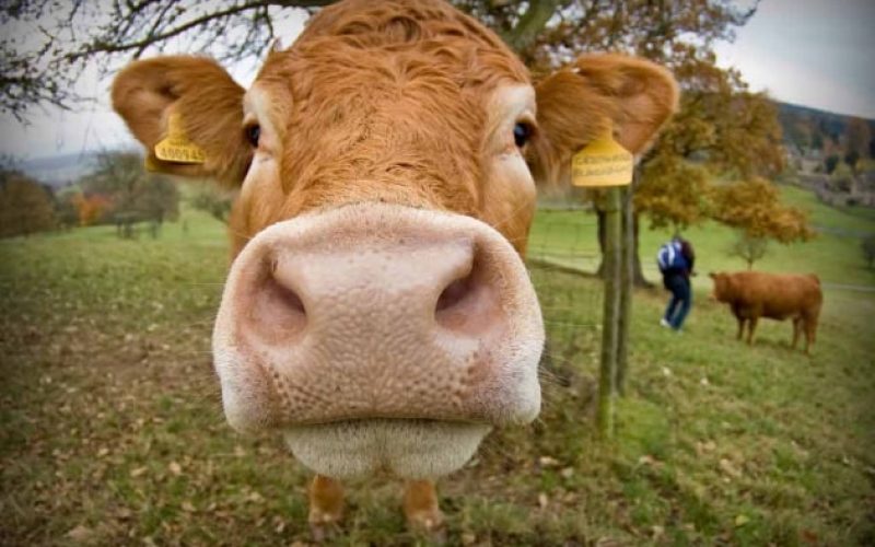 L’Asp, revocato provvedimento con cui erano state dichiarate infette le zone di Blue Tongue
