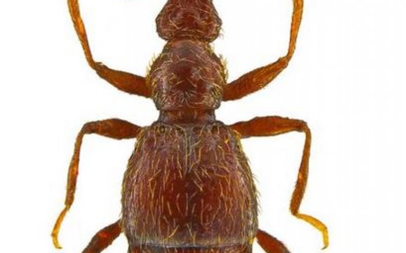 Scoperto un nuovo coleottero nel siracusano