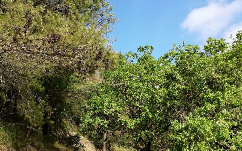 Il 15 settembre il Trail di Chiaramonte