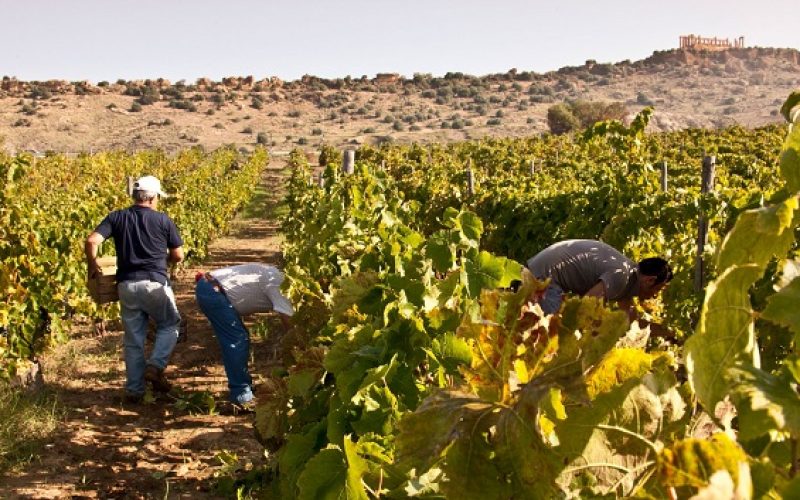 Vendemmia in Sicilia: calo del 30% medio e qualità ottima