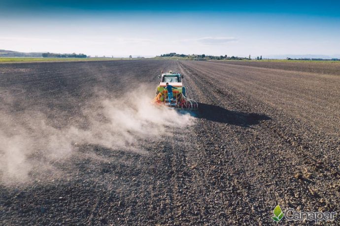 Emendamento Finanziaria, Canapar: consentirebbe la legittimazione del comparto agricolo e industriale della canapa