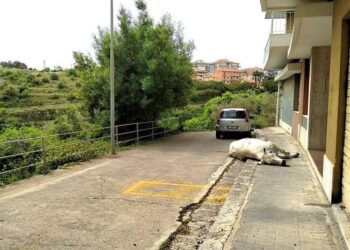 Mucca vagava in via Marsala a Ragusa: è stata soppressa