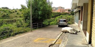 Mucca vagava in via Marsala a Ragusa: è stata soppressa