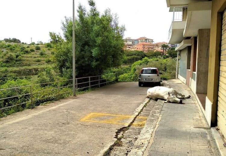 Mucca vagava in via Marsala a Ragusa: è stata soppressa