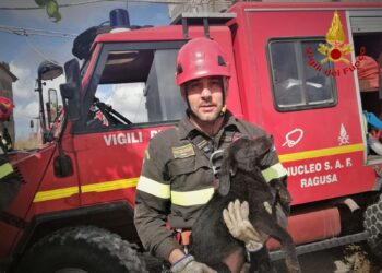 Vittoria: i vigili del fuoco salvano un cucciolo caduto in un pozzo