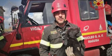 Vittoria: i vigili del fuoco salvano un cucciolo caduto in un pozzo