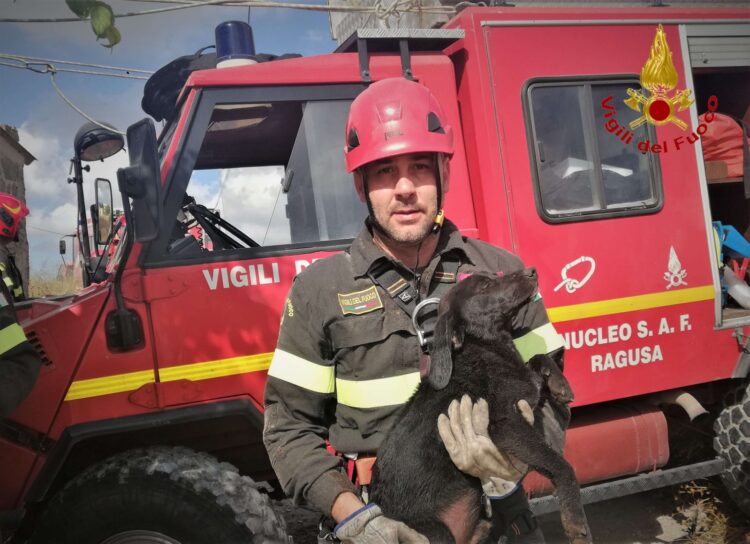 Vittoria: i vigili del fuoco salvano un cucciolo caduto in un pozzo