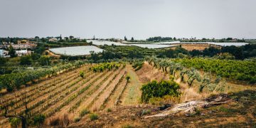 Vile aggressione a Pierluigi Cosenza, la solidarietà del Consorzio del Cerasuolo di Vittoria