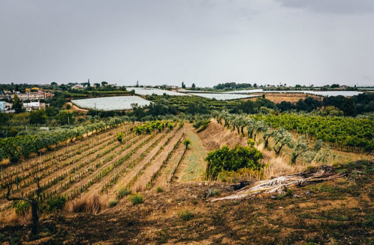 Vile aggressione a Pierluigi Cosenza, la solidarietà del Consorzio del Cerasuolo di Vittoria