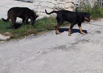 Avevano il microchip ma la proprietaria non ha denunciato la scomparsa. Presi a Pozzallo due meticci. Sanzioni per la proprietaria