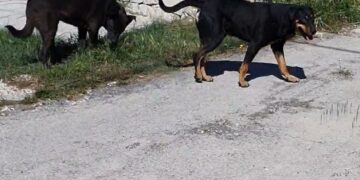 Avevano il microchip ma la proprietaria non ha denunciato la scomparsa. Presi a Pozzallo due meticci. Sanzioni per la proprietaria