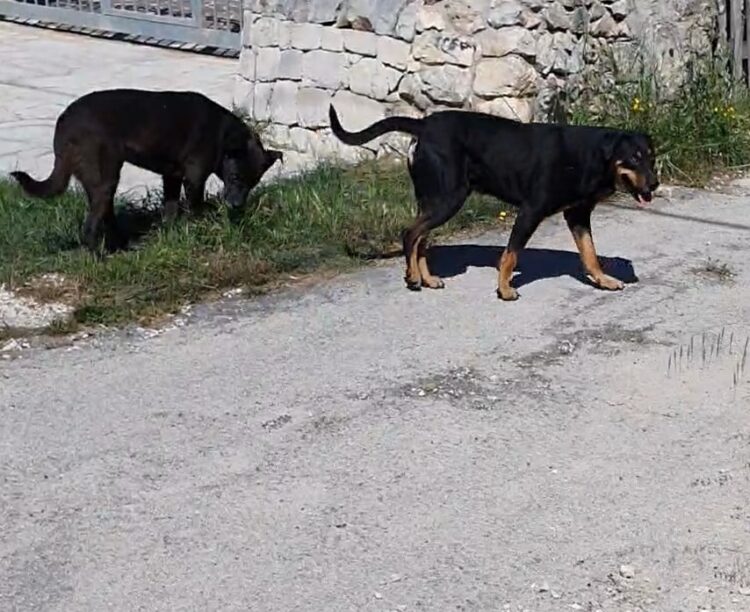 Avevano il microchip ma la proprietaria non ha denunciato la scomparsa. Presi a Pozzallo due meticci. Sanzioni per la proprietaria