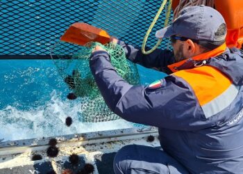 Santa Croce: pesca illegale di ricci di mare
