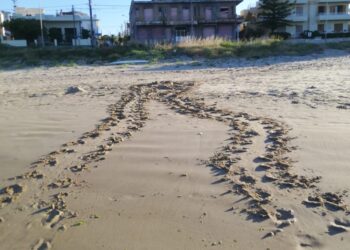La tartaruga Caretta Caretta ritorna a deporre le uova nella spiaggia di Donnalucata. FOTO