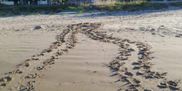 La tartaruga Caretta Caretta ritorna a deporre le uova nella spiaggia di Donnalucata. FOTO