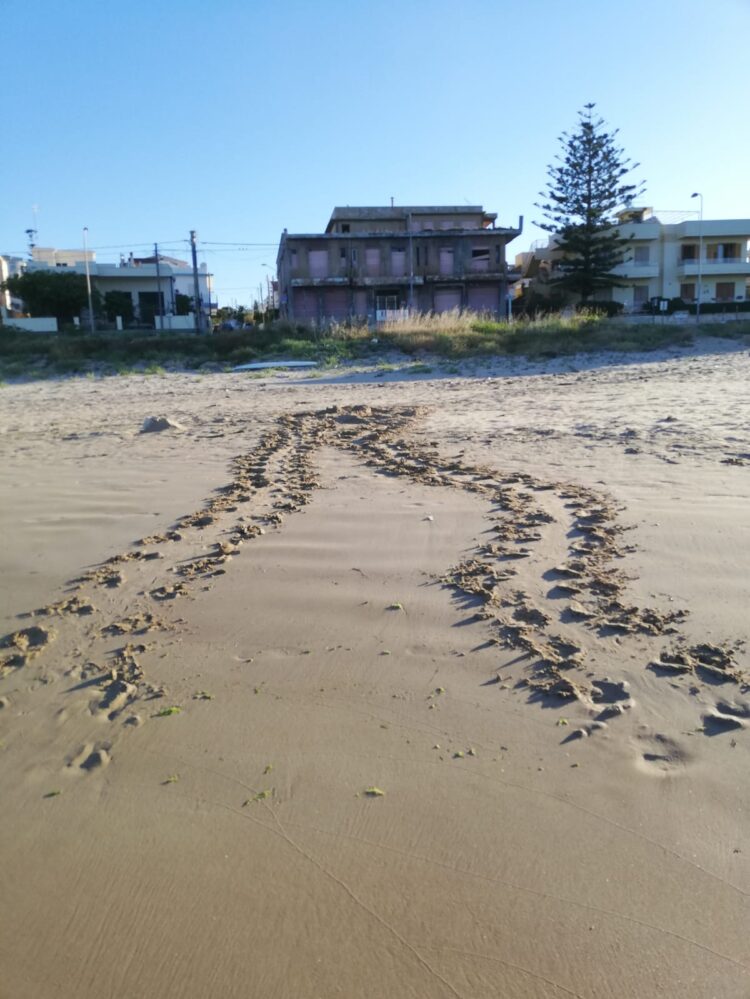 La tartaruga Caretta Caretta ritorna a deporre le uova nella spiaggia di Donnalucata. FOTO