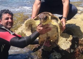 Tartaruga salvata nel mare di Sampieri